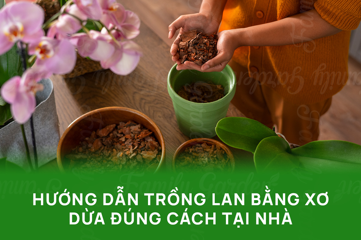 Xơ dừa trồng lan: hướng dẫn trồng lan bằng xơ dừa đúng cách, khỏe rễ, bám tốt, ít úng nước.