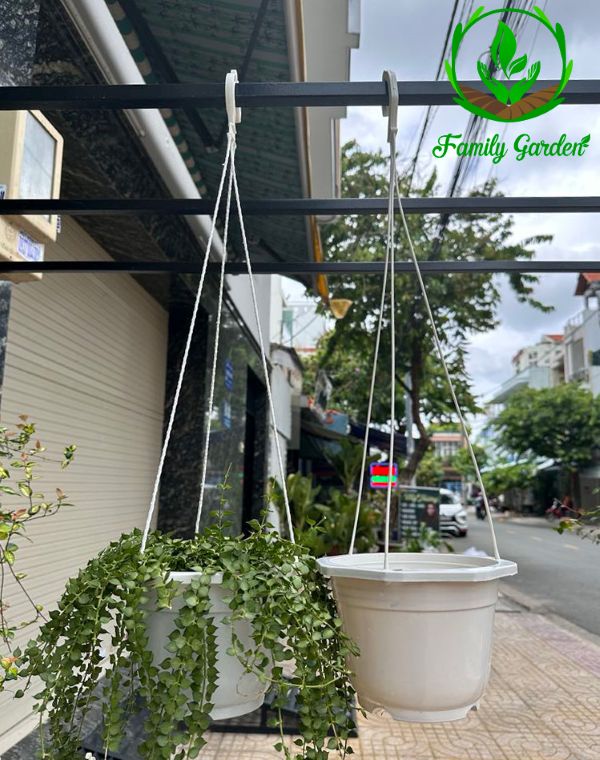 Ảnh ứng dụng thực tế chậu nhựa treo bát giác Thakico - Trắng - Size thông dụng 21x15cm 