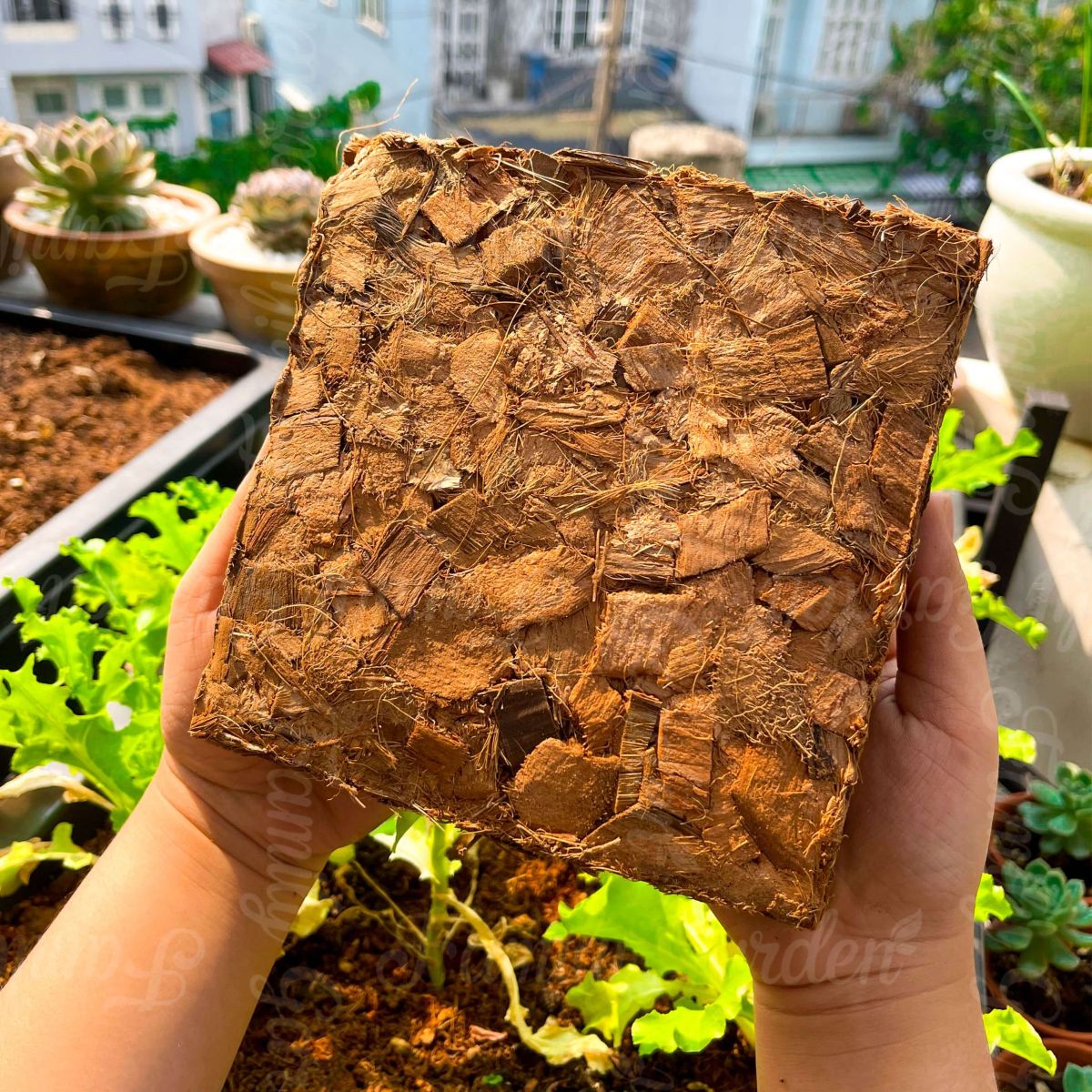Viên nén xơ dừa cục 500gr đã xử lý chất gây hại