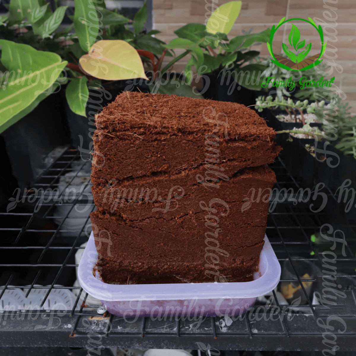  Viên nén xơ mụn 500gr đã qua xử lý Family Garden khi ngâm nở trong nước