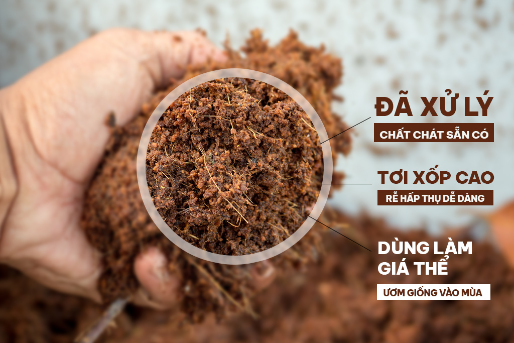 Cận cảnh xơ mụn dừa đã xử lý sạch chất chát dùng làm giá thể ươm giống vào mùa 
